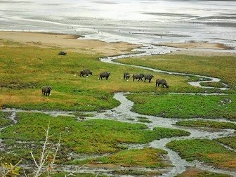 Lake Manyara National Park Elephant Wildlife Tourism